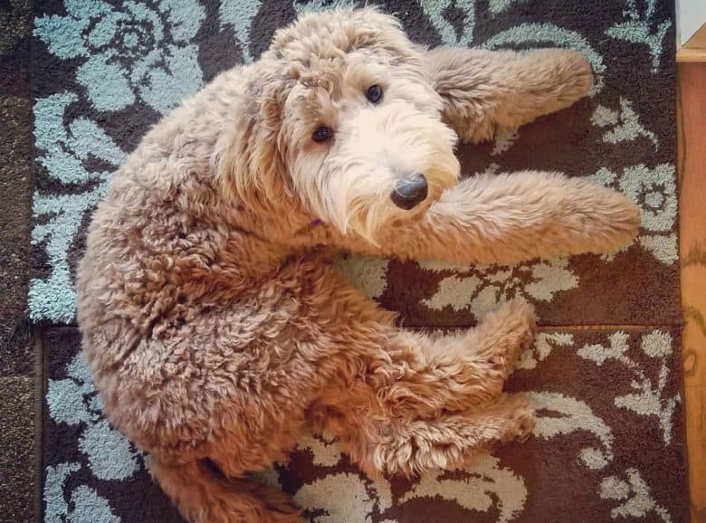 Fuzzy Pooghan dog lying down on a rug
