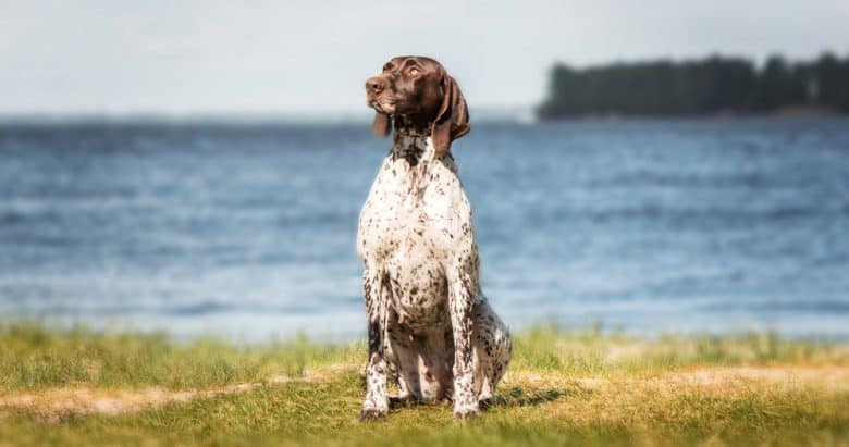 German Shorthaired Pointer dog sitting near the sea