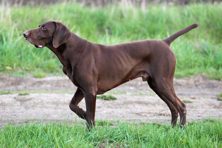 German Shorthaired Pointer walking in the grass
