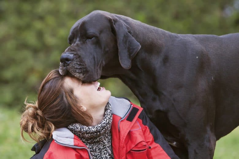 Great Dane with his pet owner outdoors