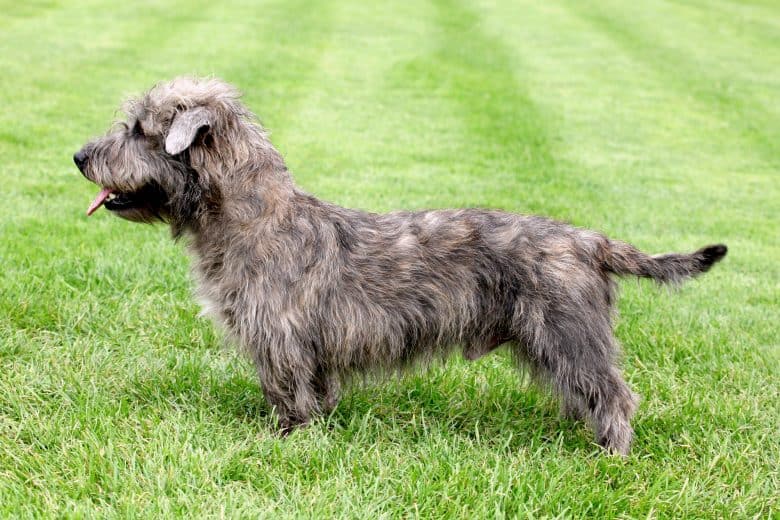 Glen of Imaal Terrier posing on green lawn