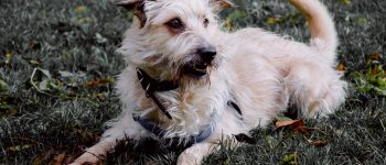 Cute Glen of Imaal Terrier relaxing on the grass