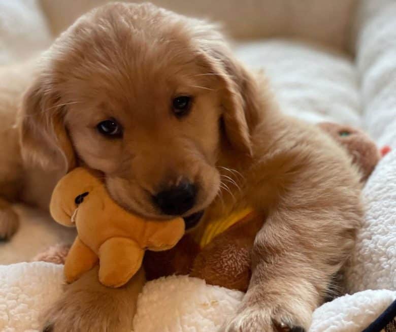 Golden Retriever Chihuahua mix puppy having a kidney disease