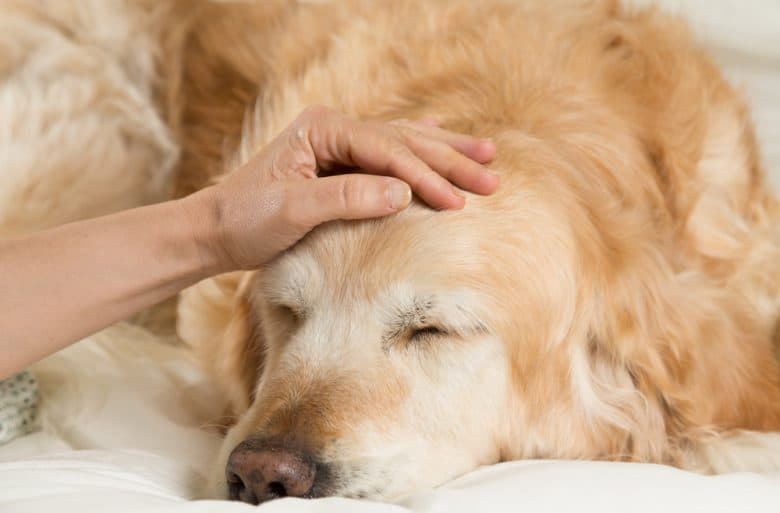 An ill Golden Retriever having fever due to Bartonellosis