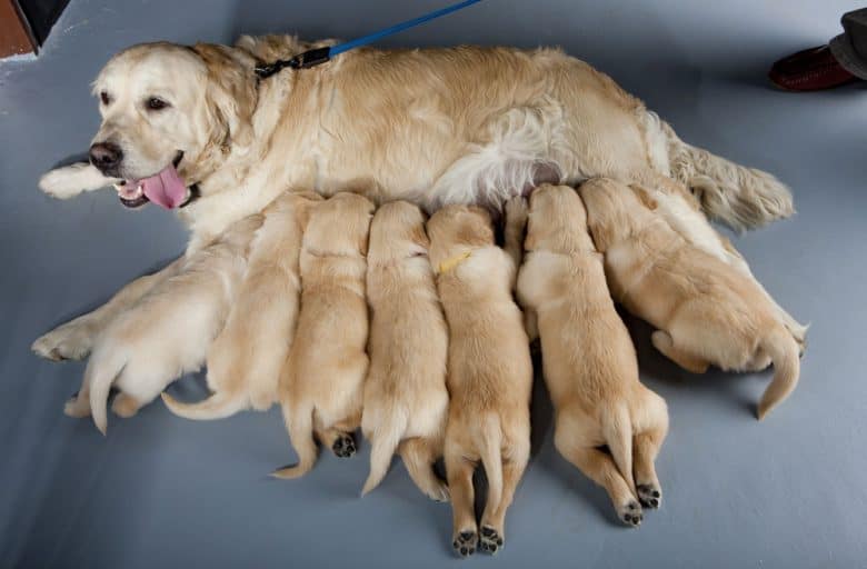 A Golden Retriever dog with her puppies