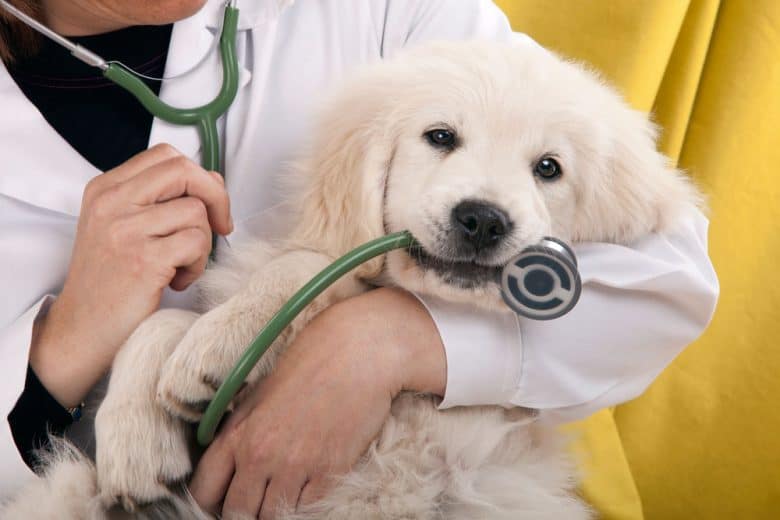 Golden Retriever puppy playing with a stethoscope