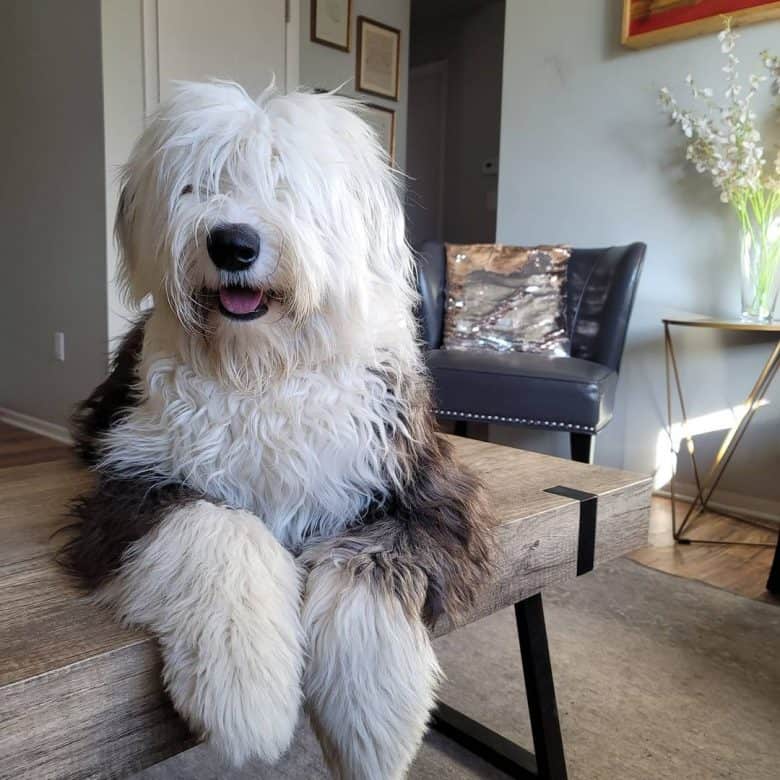 Grande Old English Sheepdog in posa su una panchina al coperto