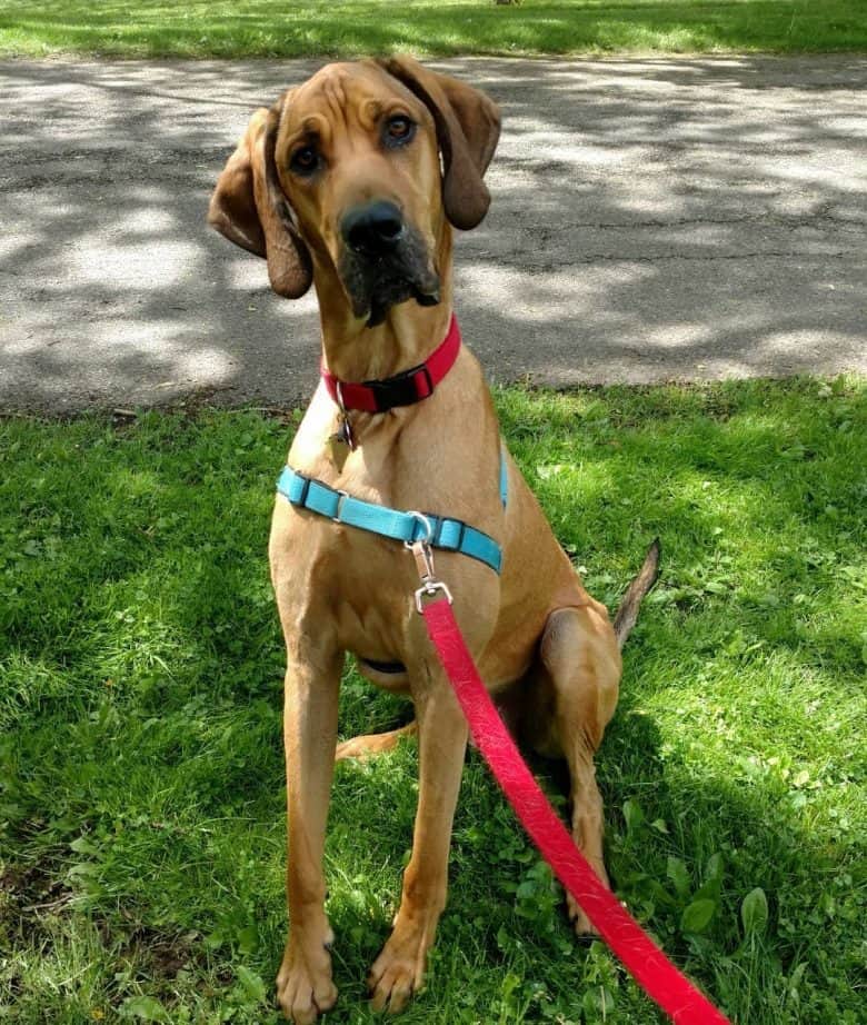 Great Dane Bloodhound mix