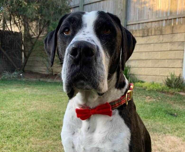 a Great Dane Bullmastiff mix sitting and wearing a red plaid collar