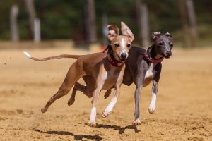 Red and Brown Greyhound dogs racing