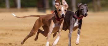 Red and Brown Greyhound dogs racing