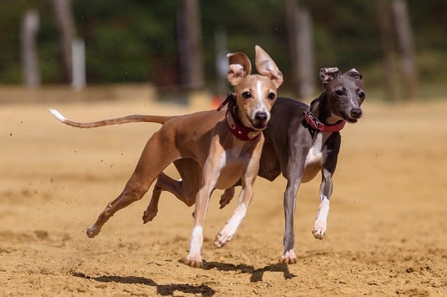 greyhound dog info