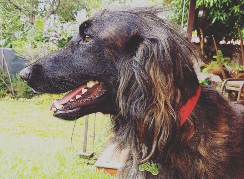 Handsome side view portrait of an Afghan Retriever dog