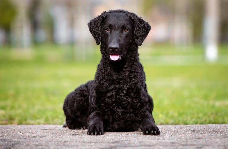Happy Curly Coated Retriever sitting outdoor