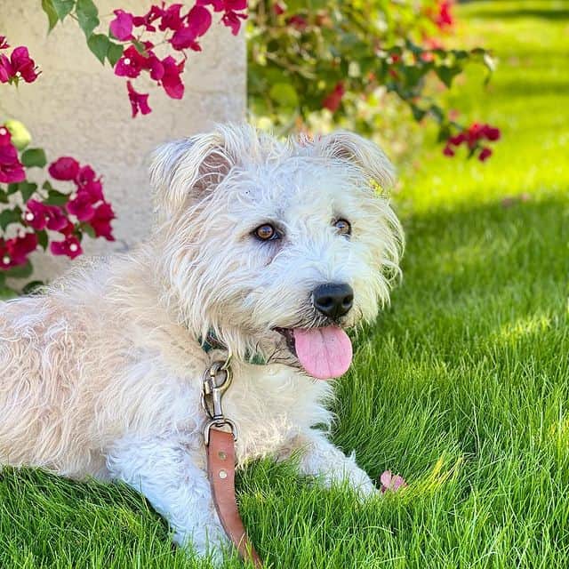 Happy Glen of Imaal Terrier on green grass
