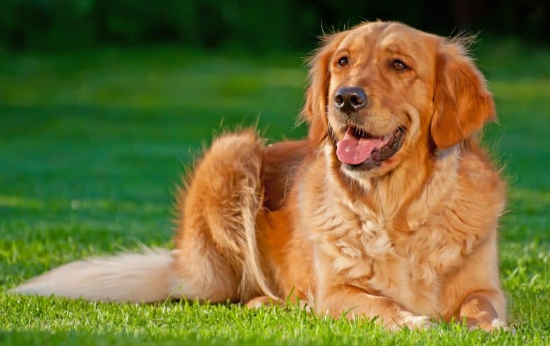 Happy Golden Retriever