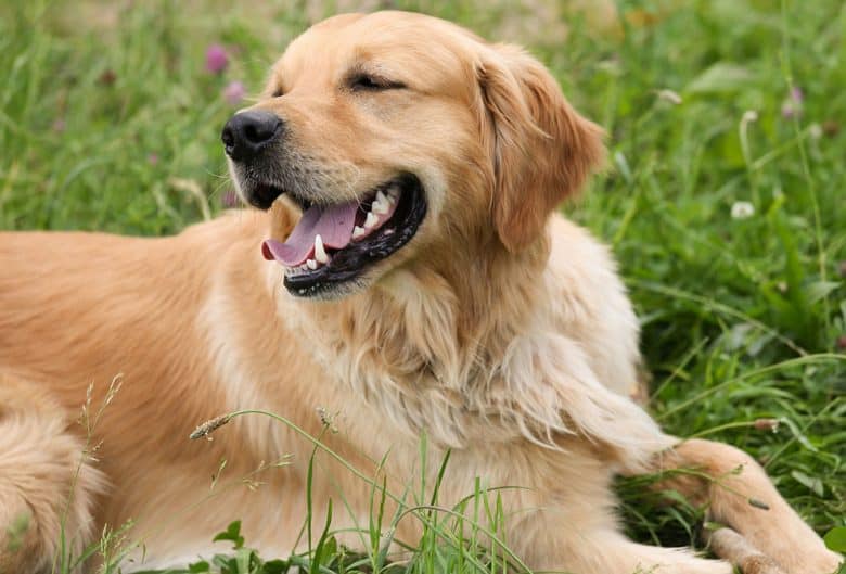 Happy Golden Retriever dog lying on the grass