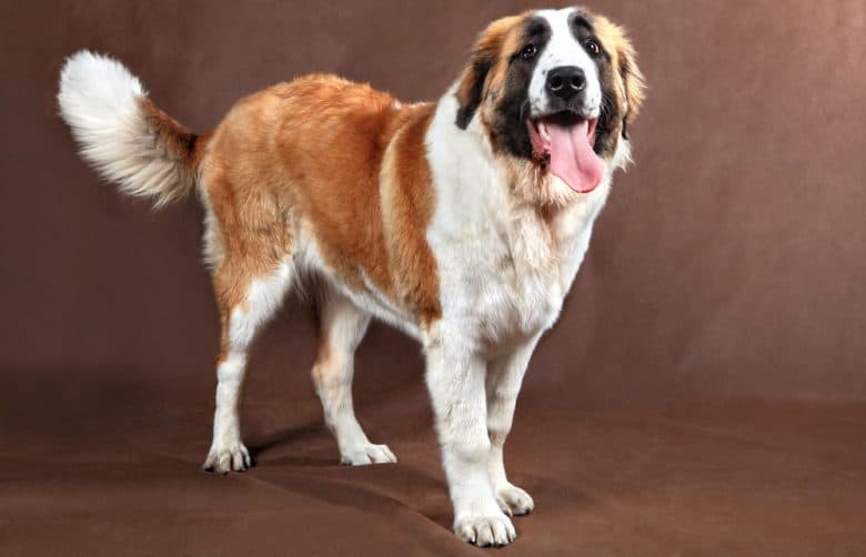 Happy Saint Bernard dog portrait