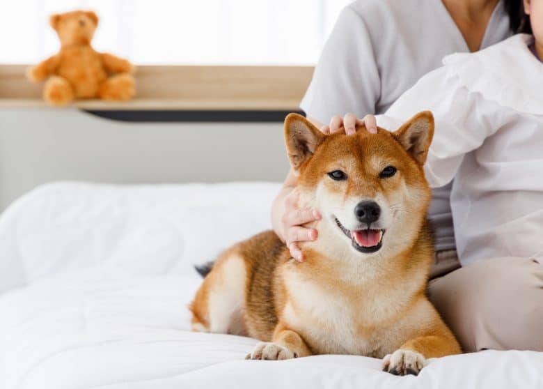 Shiba Inu dog relaxing on the bed with its owners