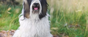 Happy Tibetan Terrier posing outdoor