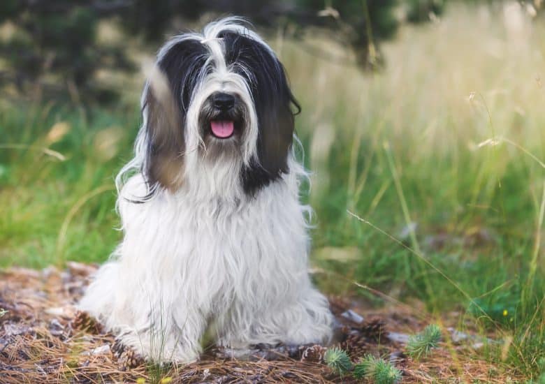 Happy Tibetan Terrier posing outdoor