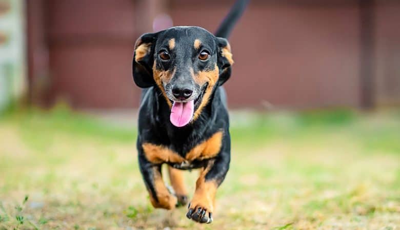 Happy Wiener dog running outside