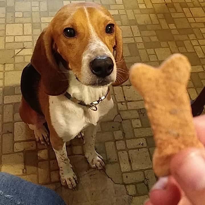 Harrier Dog patiently waiting for its treat