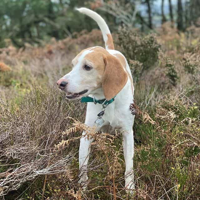 Harrier Dog playing on a bushy outdoor