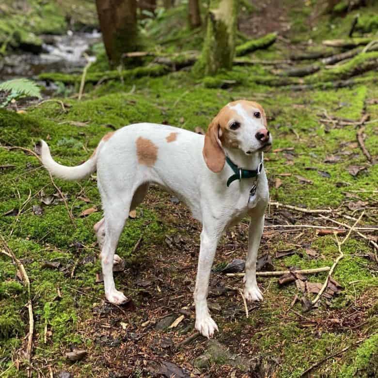 Harrier dog walking in the forest