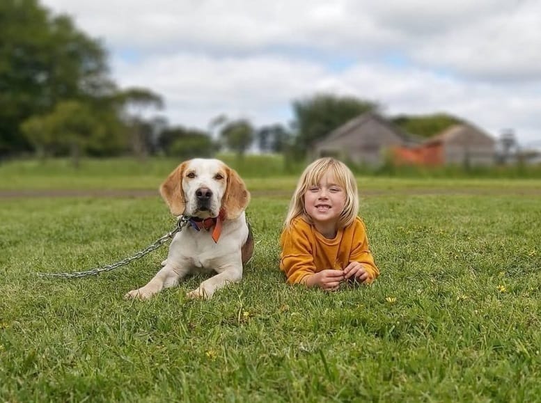 Harrier Dog with a kid in the park