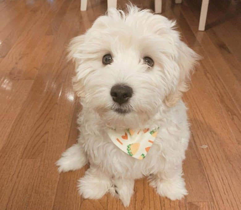 Havanese and Bichon Frise mix dog waiting for a treat