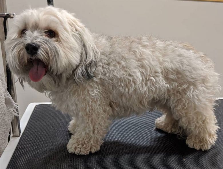 Havanese dog in a grooming salon