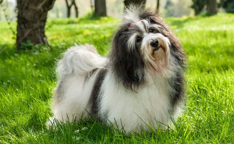 Havanese dog in a sunny grassy field