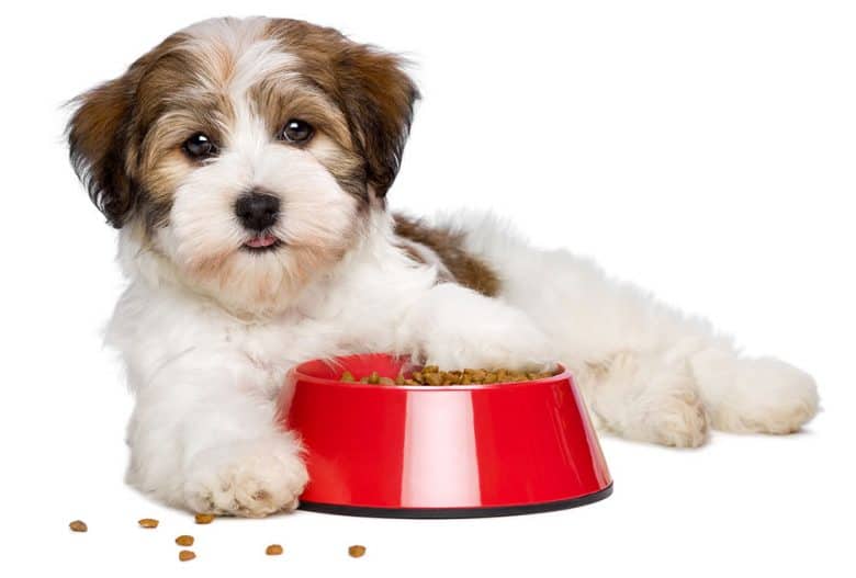 Havanese dog lying beside his food