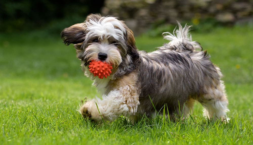 Havanese dogs The good & the bad about this dog breed K9 