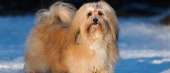 Havanese dog standing in a snow field