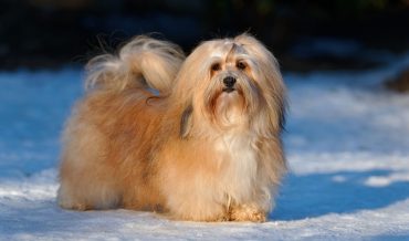 Havanese dog standing in a snow field
