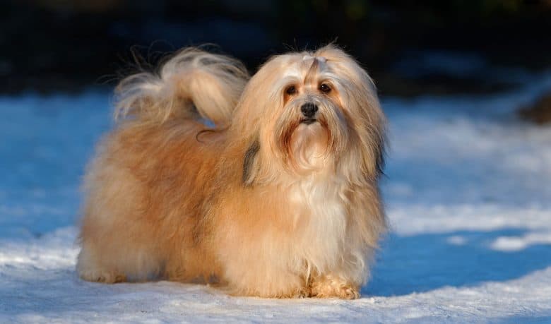 havanese dog long hair