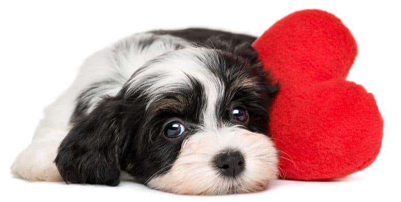 Sad Havanese dog lying with red heart pillow