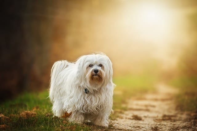 Havanese Weight Chart