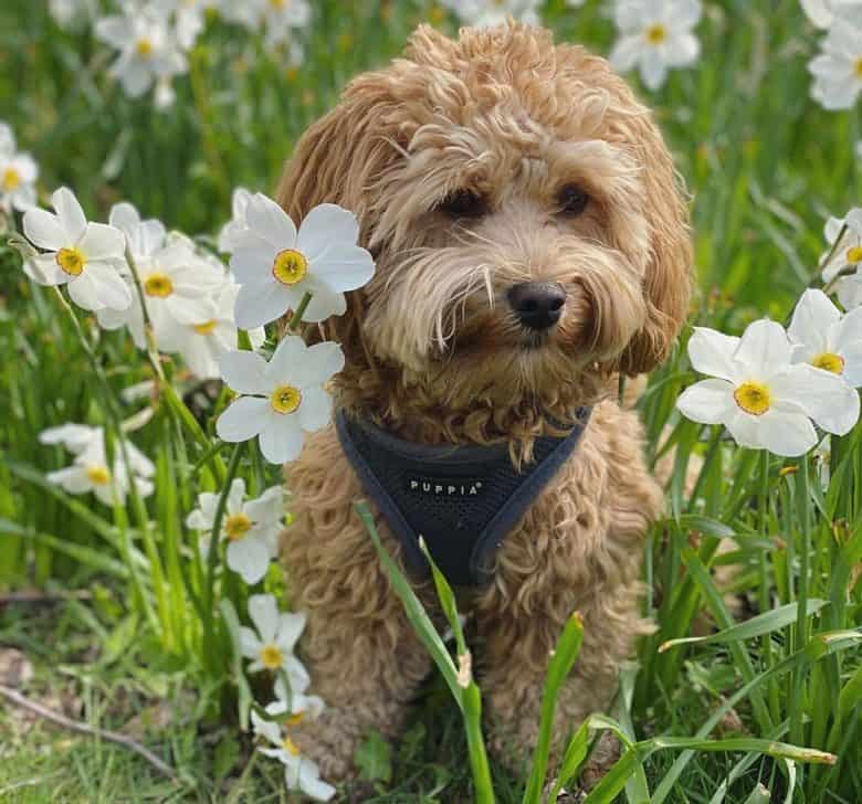 Havanese Poodle mix dog posing on the wildflowers