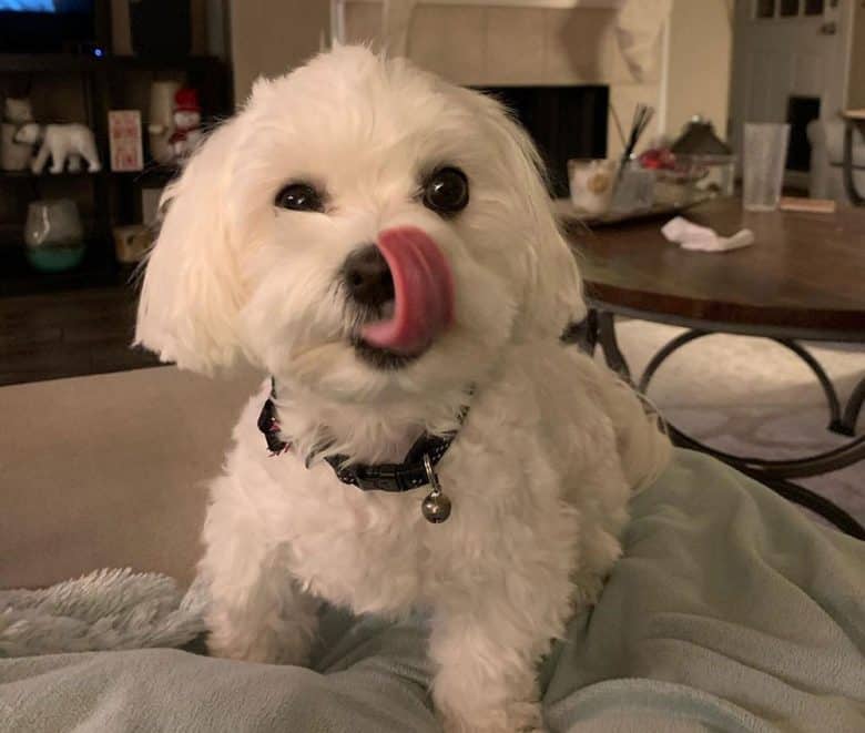 Hungry Havanese Maltese mix dog portrait