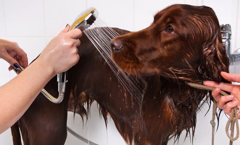 Irish Setter dog in a grooming salon