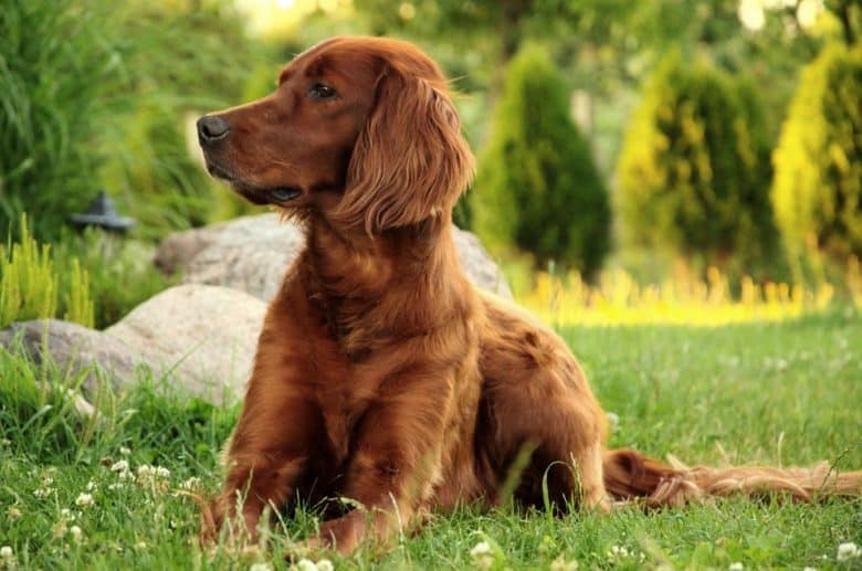 Irish Setter dog lying on a field