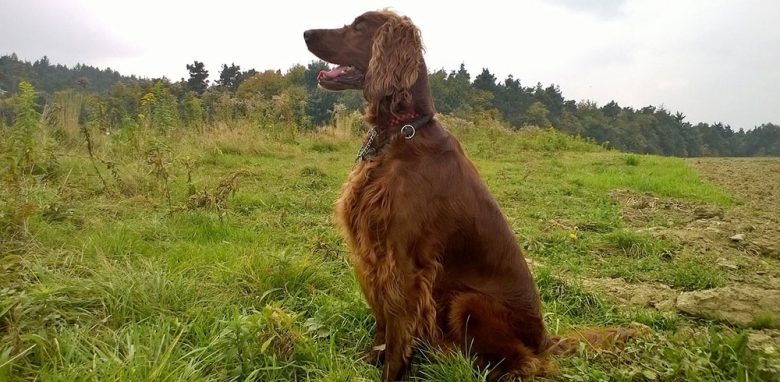 Irish Setter dog sitting outdoor