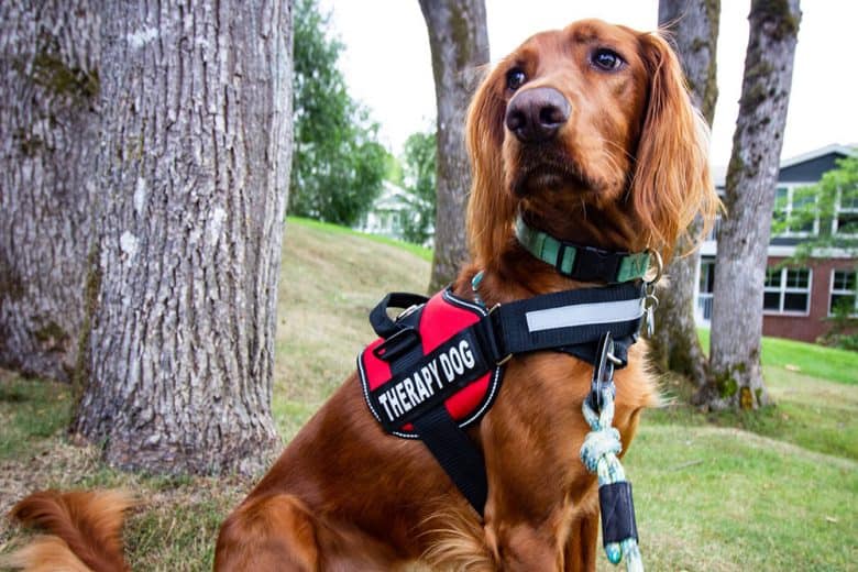 Irish Setter working as a therapy dog