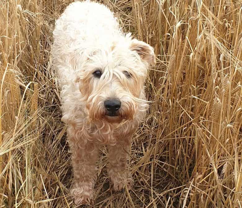 Irish Soft Coated Wheaten Terrier exploring the barley field