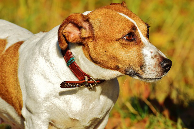 about jack russell dogs