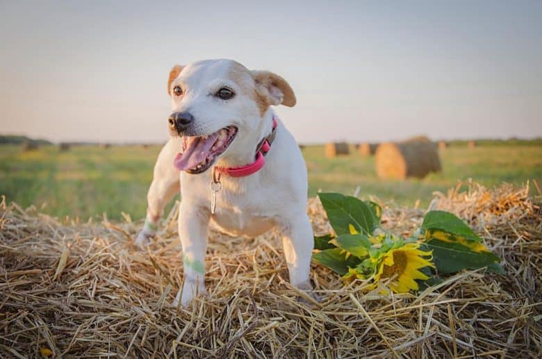 Jack Russell in the top of the haystack