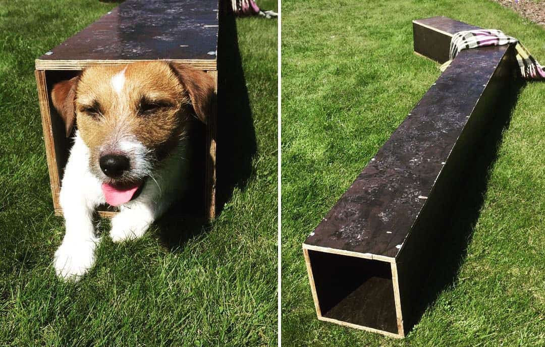 Earthdog tests What are these trials and how to get started K9 